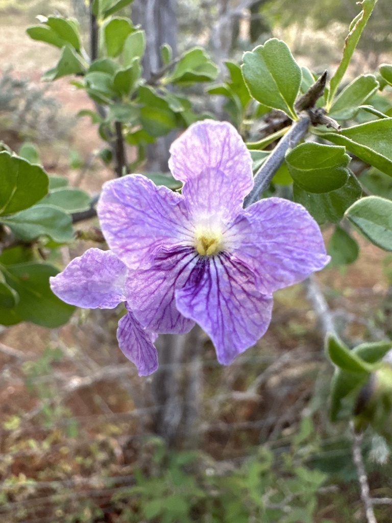 Citharexylum flabellifolium