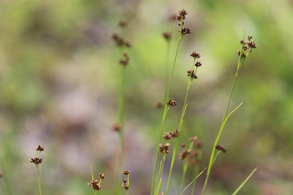 Rhynchospora globularis