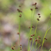 Rhynchospora globularis - Photo (c) Alice Herden, μερικά δικαιώματα διατηρούνται (CC BY-NC), uploaded by Alice Herden