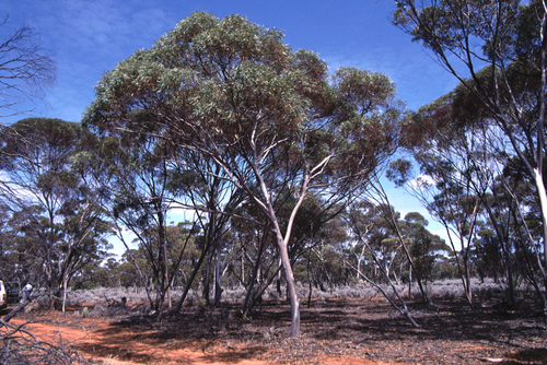 Eucalyptus spreta
