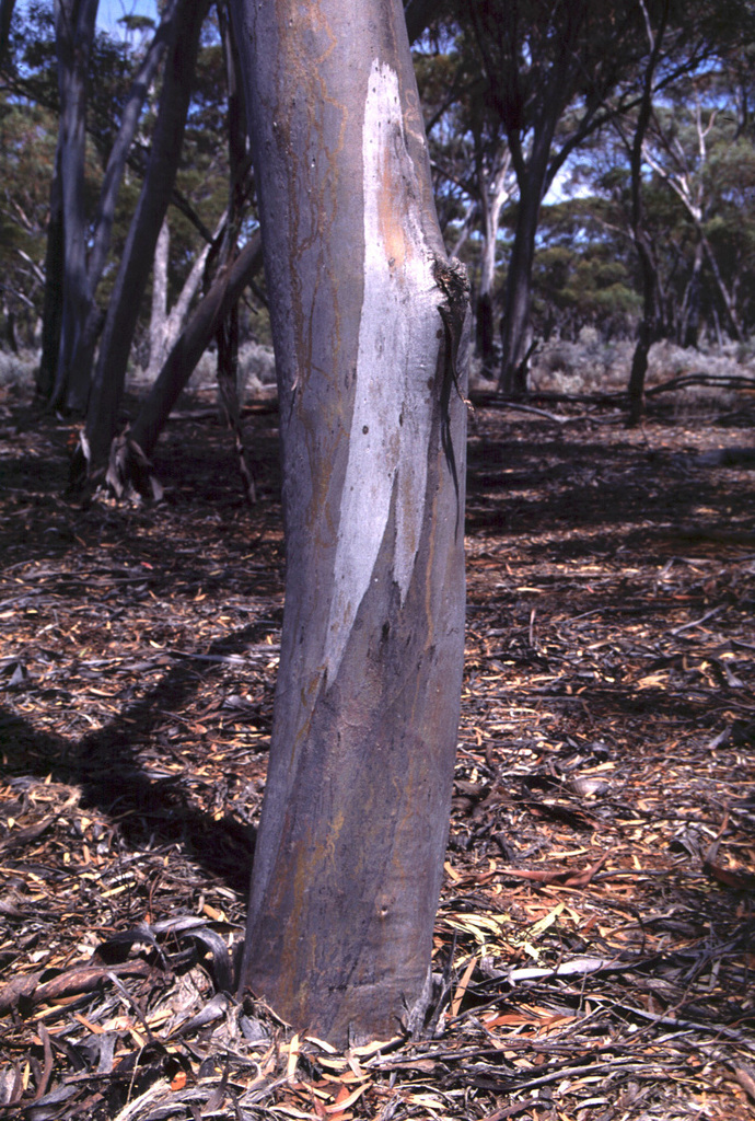 Eucalyptus paralimnetica 2