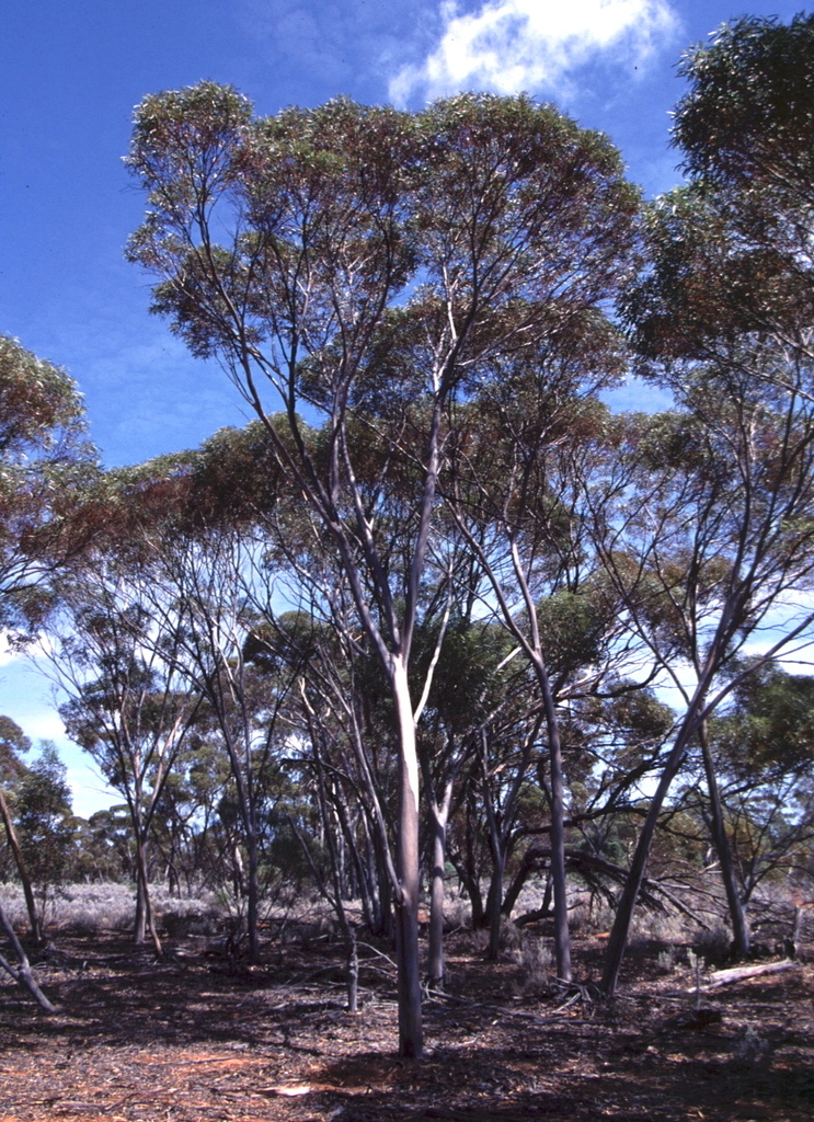 Eucalyptus paralimnetica 3