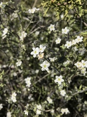 Pholistoma membranaceum