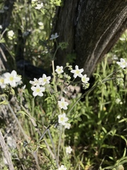 Pholistoma membranaceum