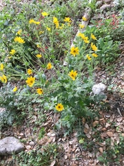 Engelmannia peristenia