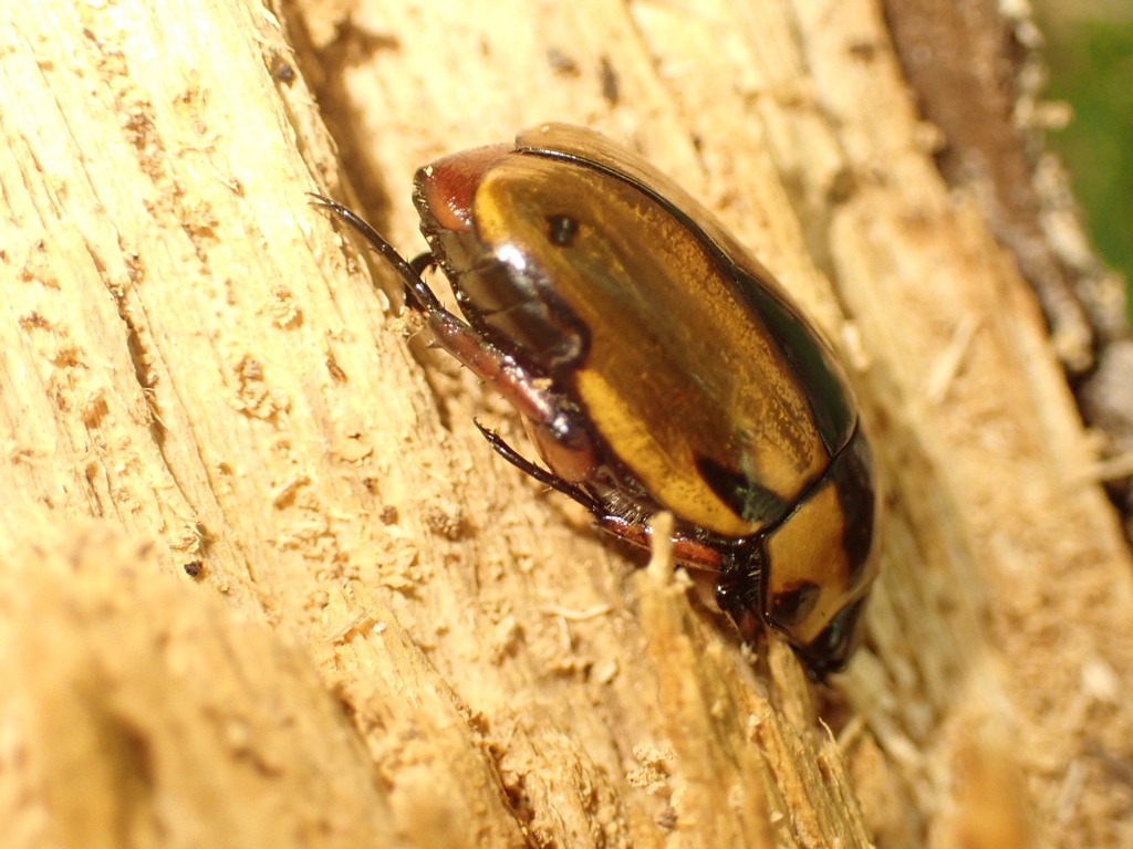 Macraspis variabilis