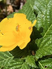 Disonycha spilotrachela