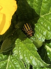 Disonycha spilotrachela