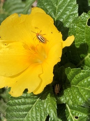 Disonycha spilotrachela