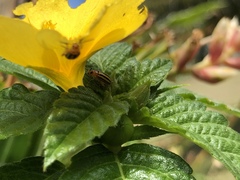 Disonycha spilotrachela