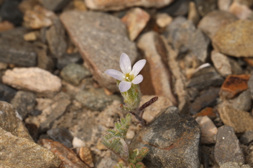 Image of Eriastrum diffusum by (c) Steve Matson, some rights reserved (CC BY)