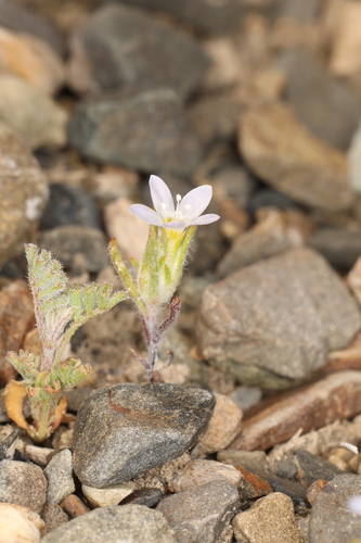 Image of Spreading Woollystar (Eriastrum diffusum) by (c) Steve Matson, some rights reserved (CC BY)