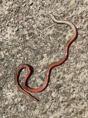 Atractus collaris