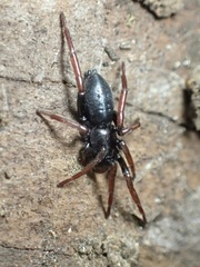 Trachyzelotes pedestris