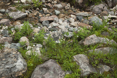Erigeron hyssopifolius