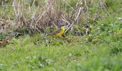 Motacilla flava flava