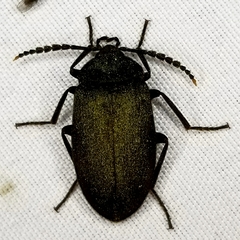 Penthe pimelia