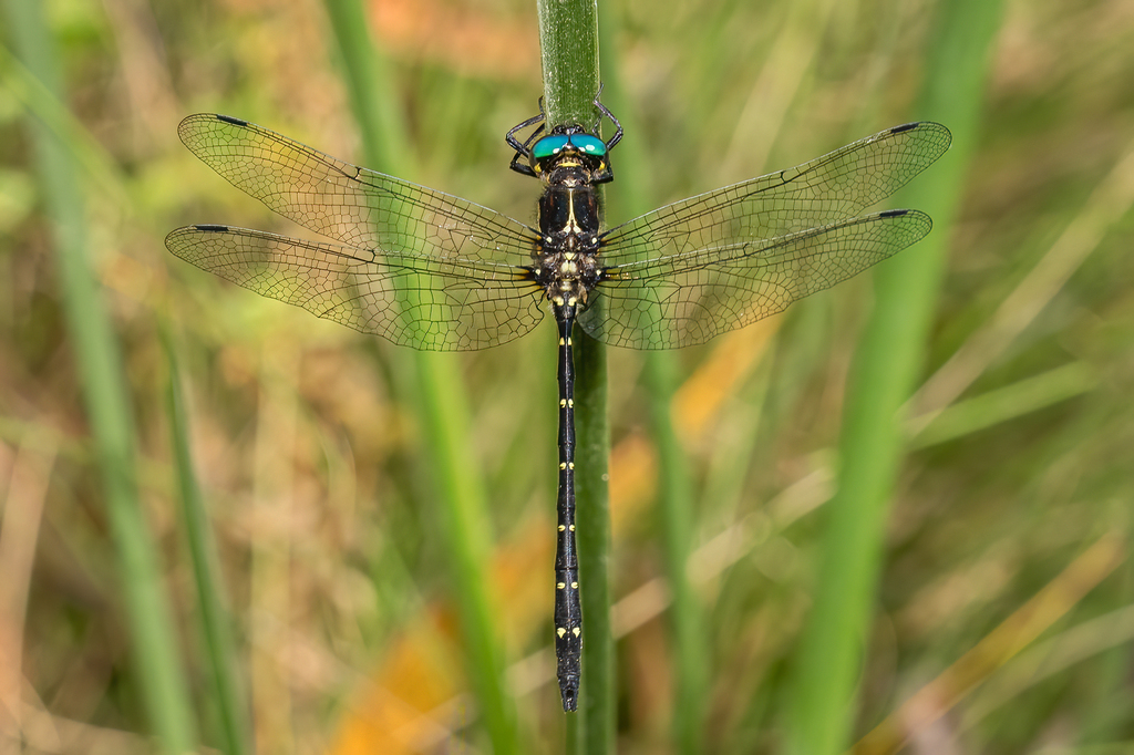 Barrington Tigertail