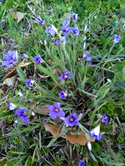 Sisyrinchium pruinosum