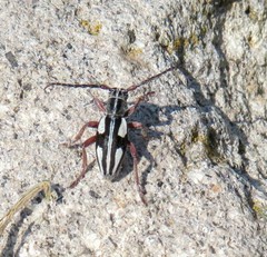 Cribridorcadion