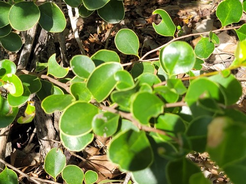 Sideroxylon obovatum