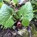 Canadian Wild Ginger - Photo (c) Josie Miller, some rights reserved (CC BY-NC), uploaded by Josie Miller