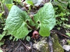 Canadian Wild Ginger - Photo (c) Josie Miller, some rights reserved (CC BY-NC), uploaded by Josie Miller
