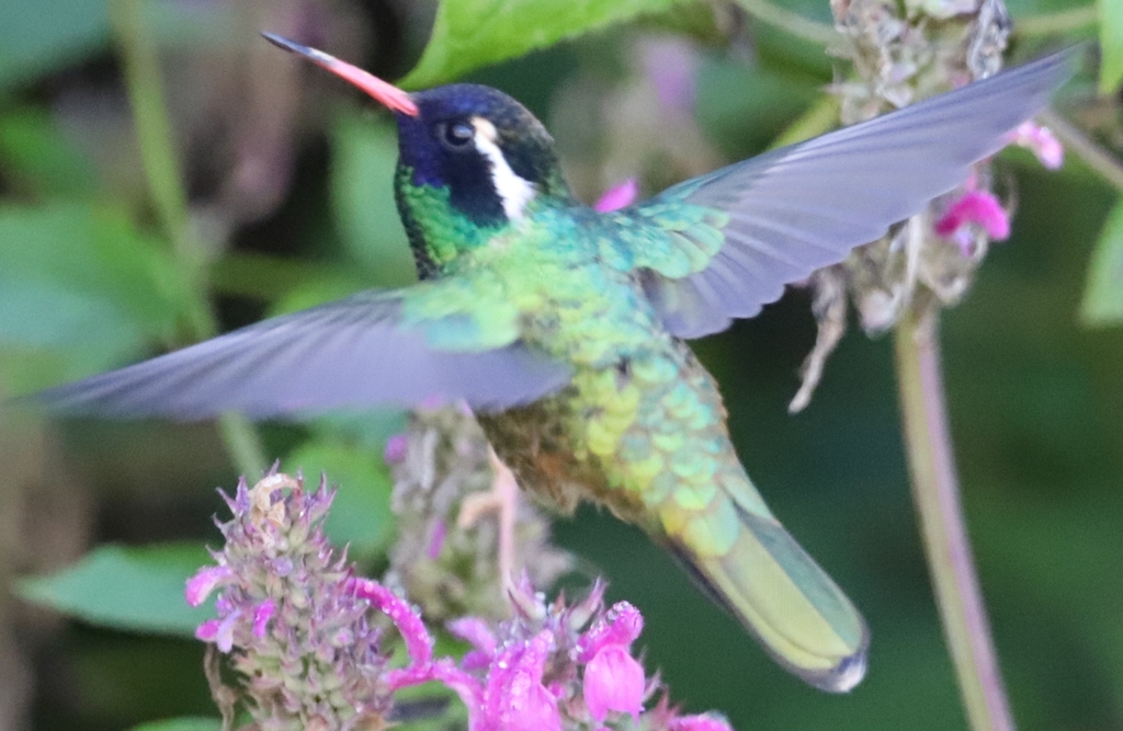 White-eared Hummingbird from 68725 Ixtlán de Juárez, Oaxaca, Mexico on ...