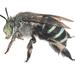 Blue-banded and Allied Digger Bees - Photo (c) Nick Volpe, some rights reserved (CC BY-NC), uploaded by Nick Volpe