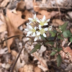 Cardamine flagellifera
