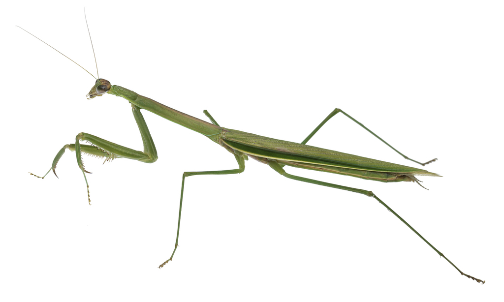 Purple-winged Mantis