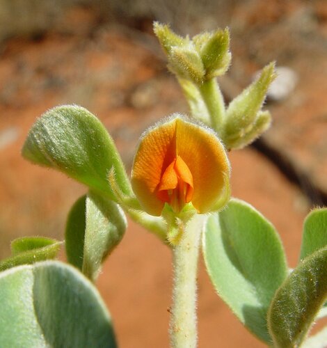 Tephrosia andrewii