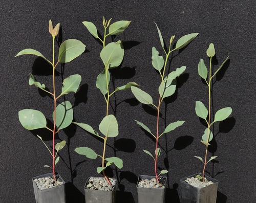 Eucalyptus valens