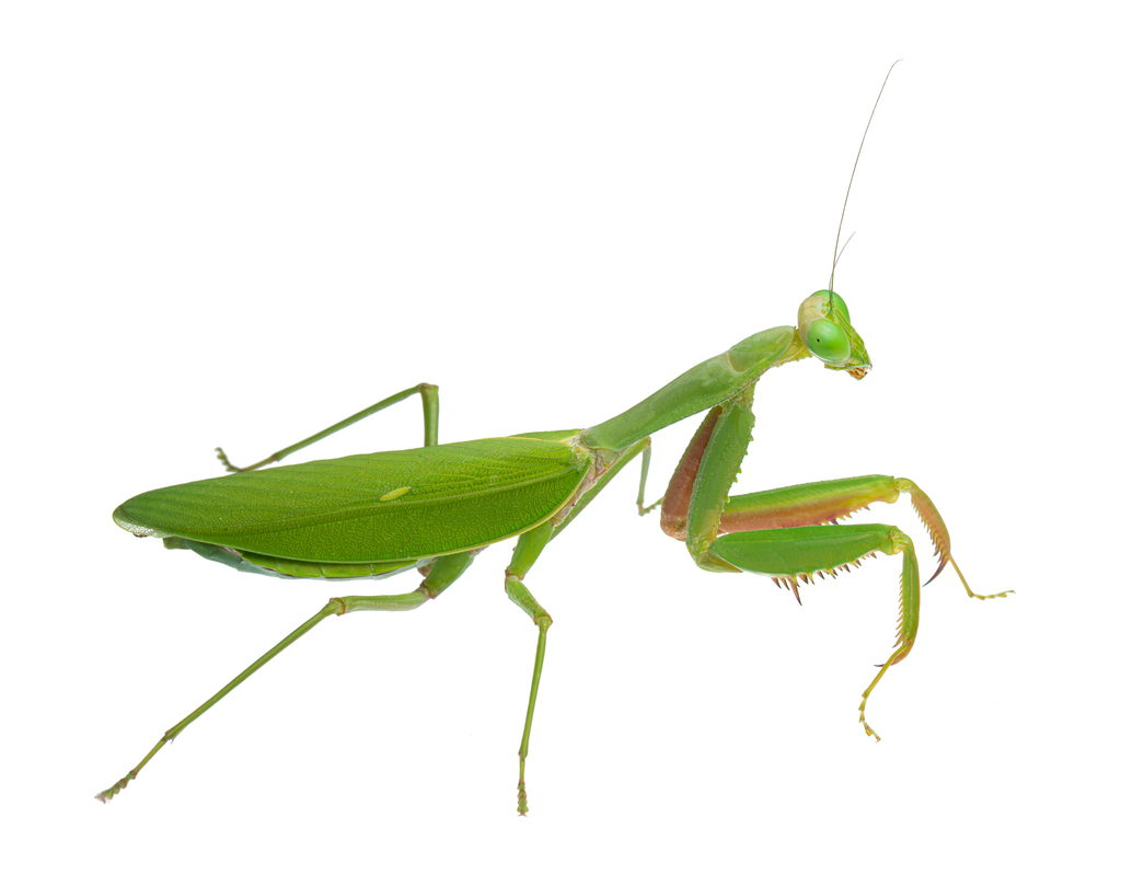 Hierodula werneri