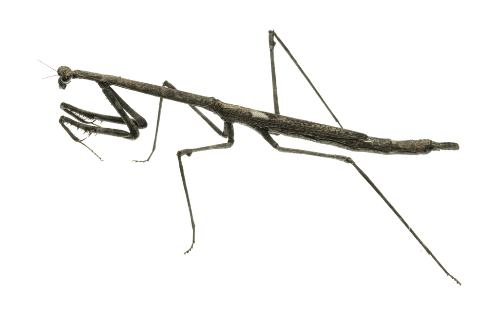Austrovates
