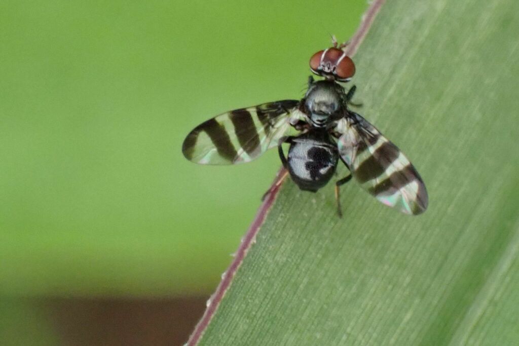 Rivellia latifascia