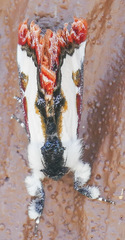 Eudryas brevipennis