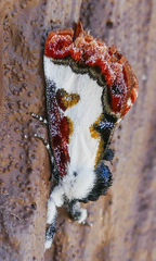 Eudryas brevipennis