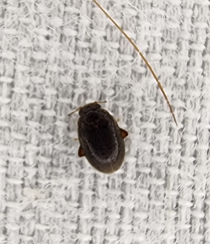 Scirtes goliai