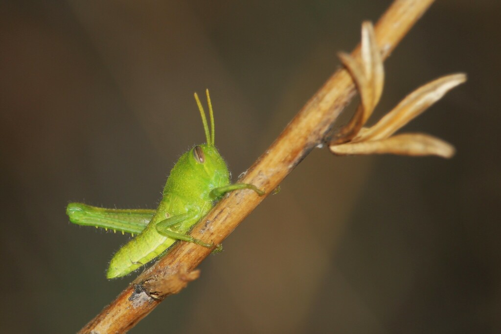 Gray Bird Grasshopper