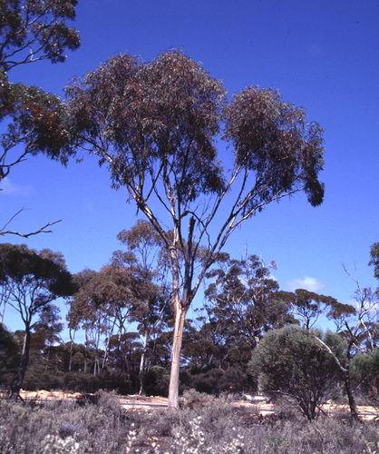Eucalyptus assimilans 2