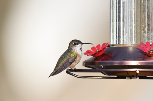 Rufous Hummingbird photographed in Connecticut