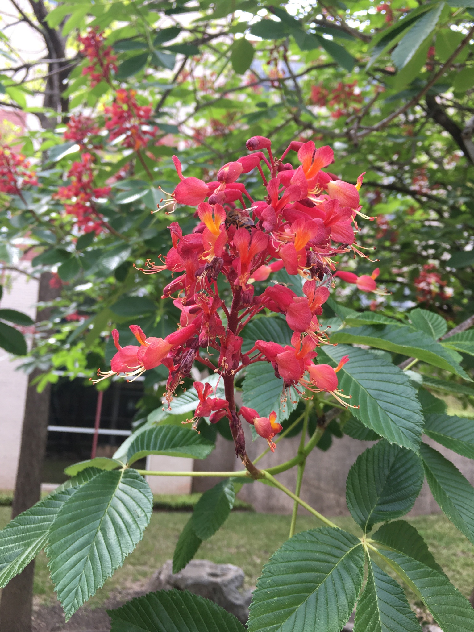 Aesculus pavia var. pavia