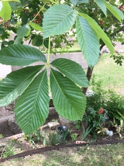 Aesculus pavia pavia