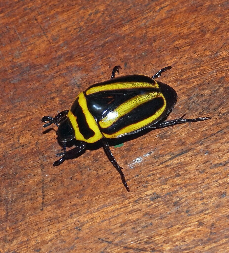 Macraspis forsteri