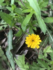 Magnoliopsida
