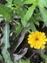 Magnoliopsida