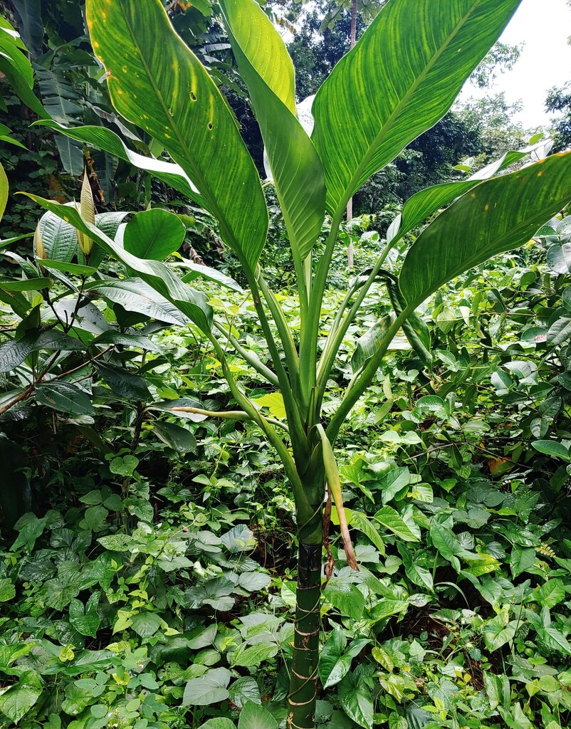 tuftroot from Mameyes II, Río Grande 00745, Puerto Rico on December 14 ...