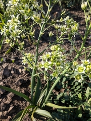 Melanthieae