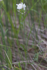 Cardamine polemonioides